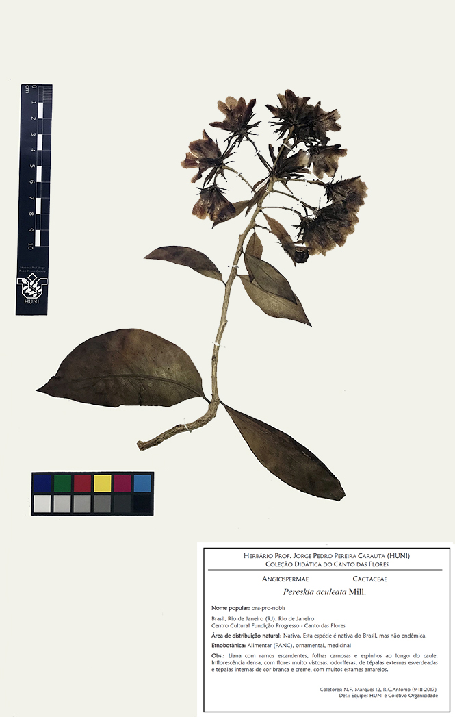 Pereskia aculeata - exsicata