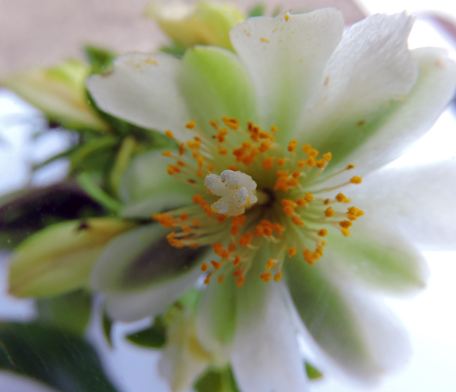 Pereskia aculeata - Rachel Nogueira - Canto das Flores 10