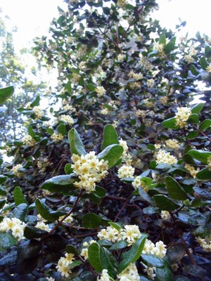 Peumus boldus - Jardín Botánico Nacional, Viña del Mar, Chile - Planta