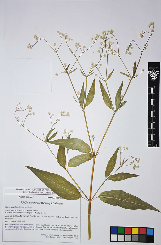 Pfaffia glomerata - exsicata