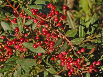 Pistacia lentiscus - Ettore Balocchi