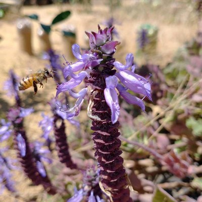 Plectranthus ornatus - Anderson Machado 1