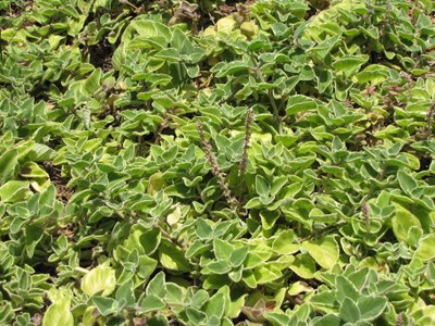 Plectranthus amboinicus - Starr