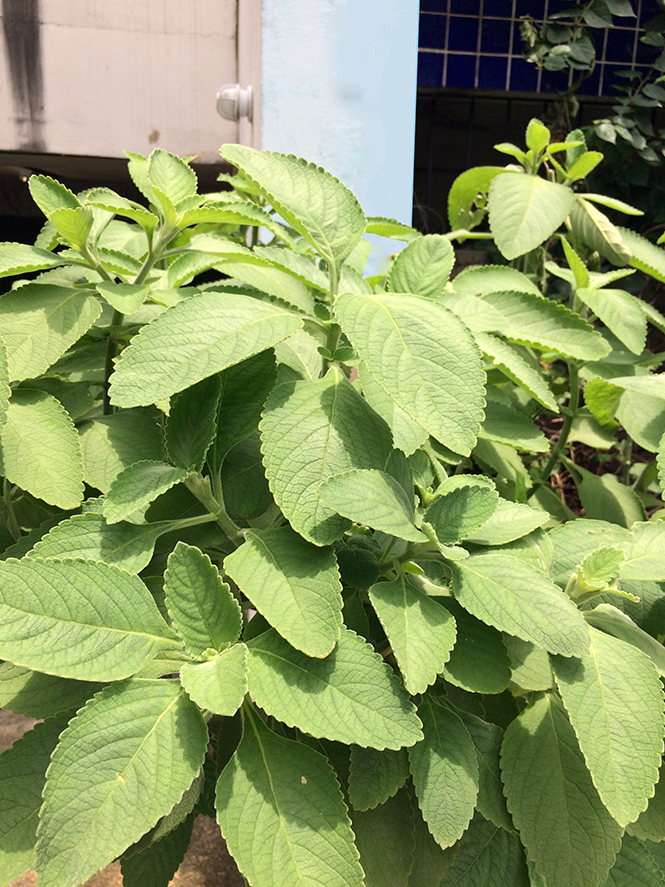 Plectranthus barbatus - Canto das Flores 1