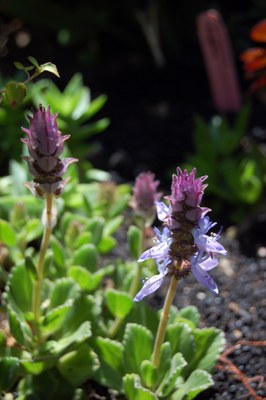 Plectranthus neochilus - FarOutFlora