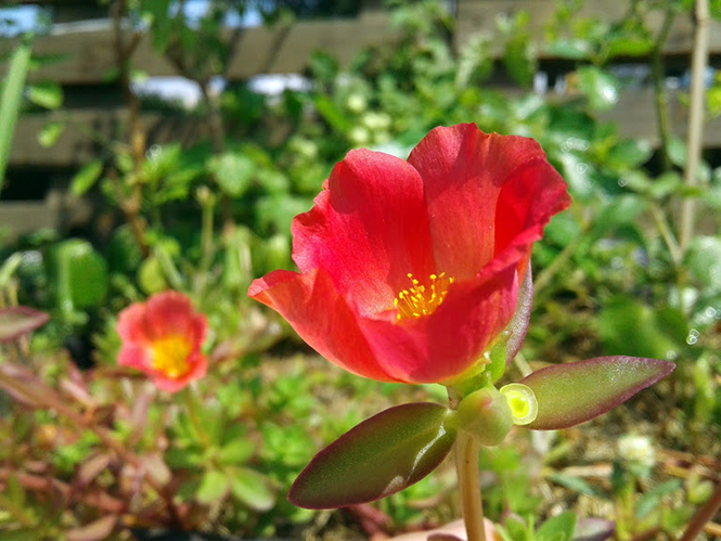 Portulaca umbraticola - Canto das Flores 1