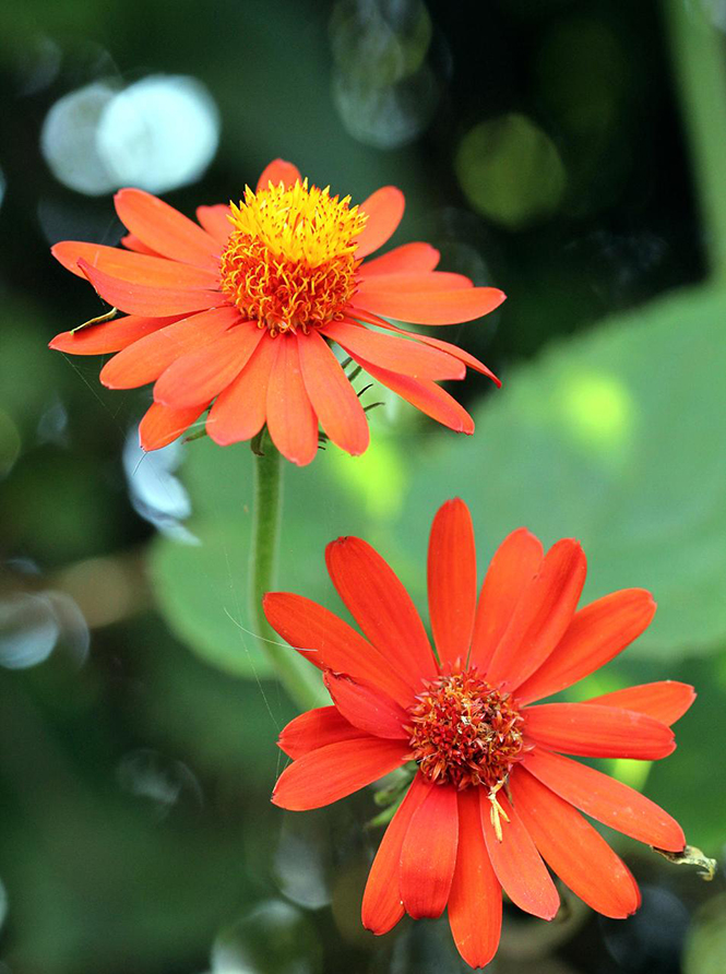 Pseudogynoxys chenopodioides - Mauricio Mercadante - Canto das Flores 7