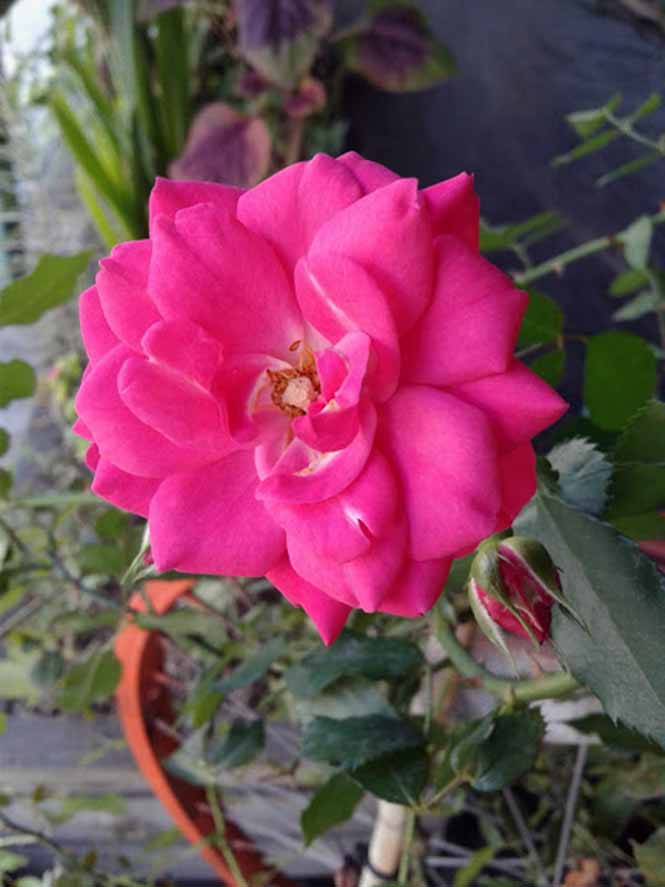 Rosa chinensis - Canto das Flores 1
