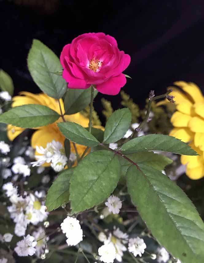 Rosa chinensis - Canto das Flores 2