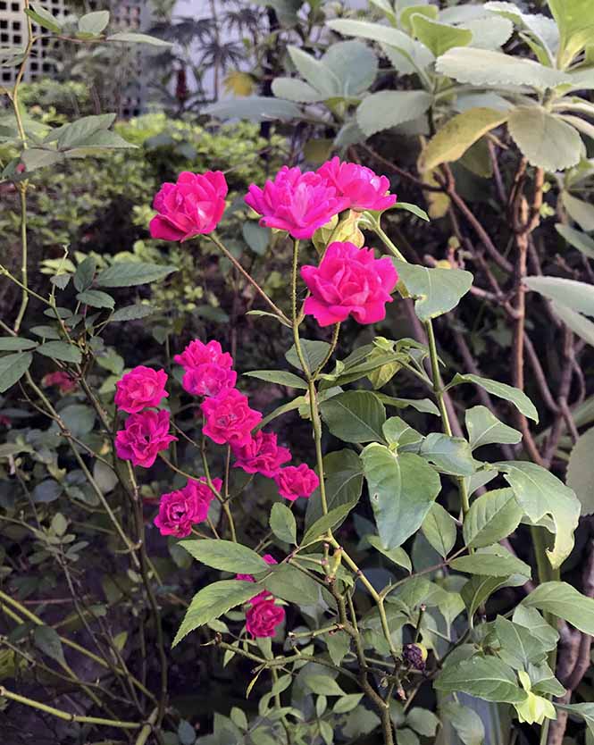 Rosa chinensis - Canto das Flores 3