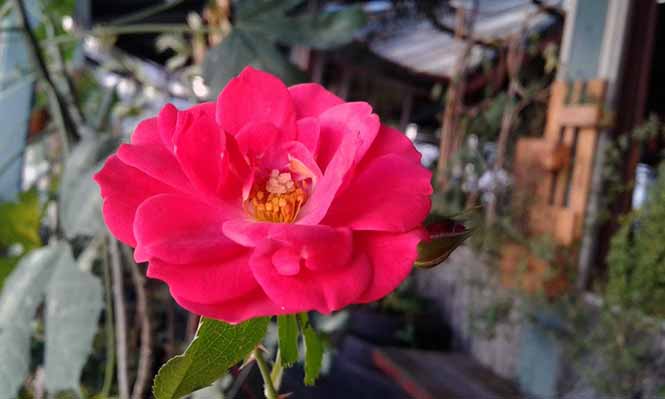 Rosa chinensis - Canto das Flores 5