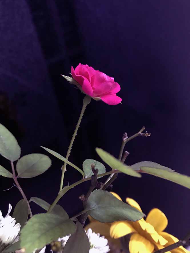 Rosa chinensis - Canto das Flores 6