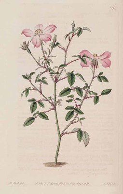 Rosa chinensis - ilustração