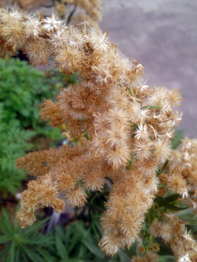 Solidago chilensis - Canto das Flores 10