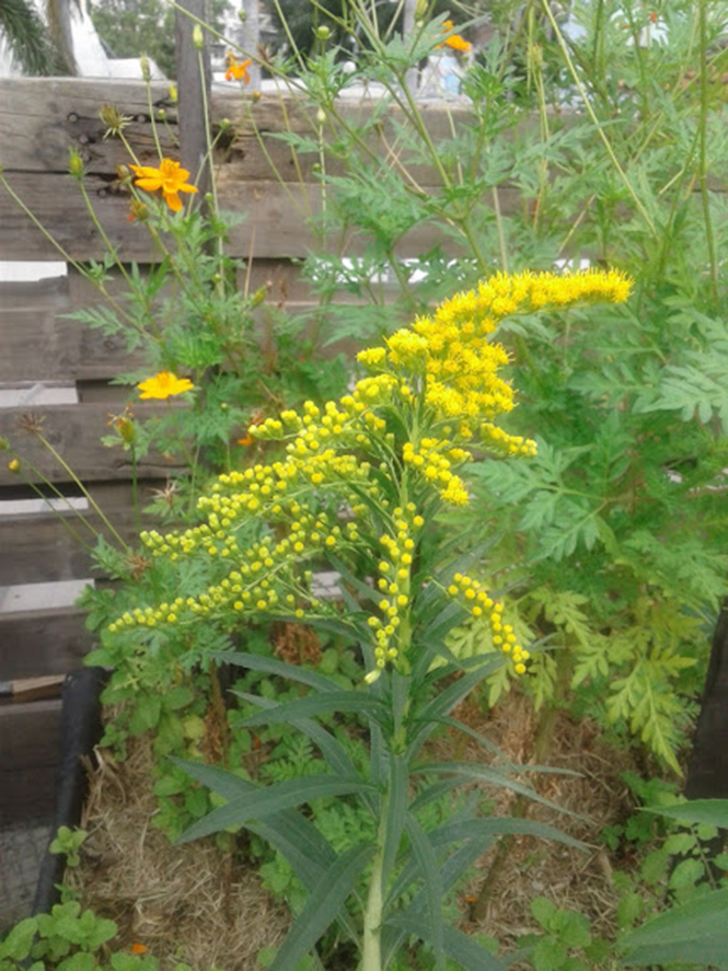 Solidago chilensis - Canto das Flores 6