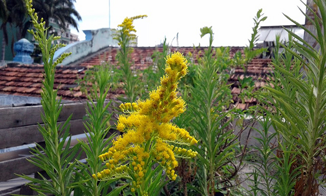 Solidago chilensis - Canto das Flores 8