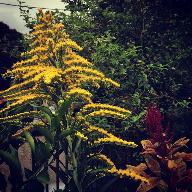 Solidago chilensis - Organicidade - Canto das Flores 1