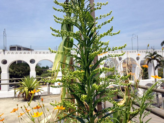 Solidago chilensis - Organicidade - Canto das Flores 2