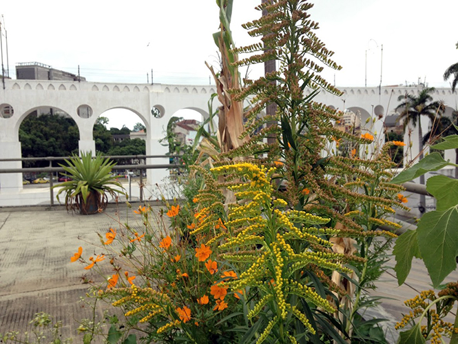 Solidago chilensis - Organicidade - Canto das Flores 3