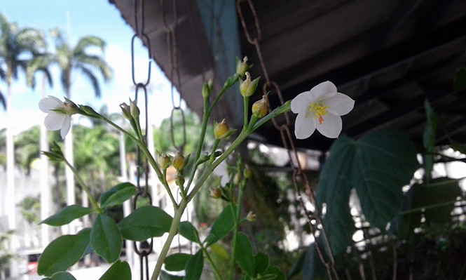 Talinum fruticosum - Canto das Flores 7