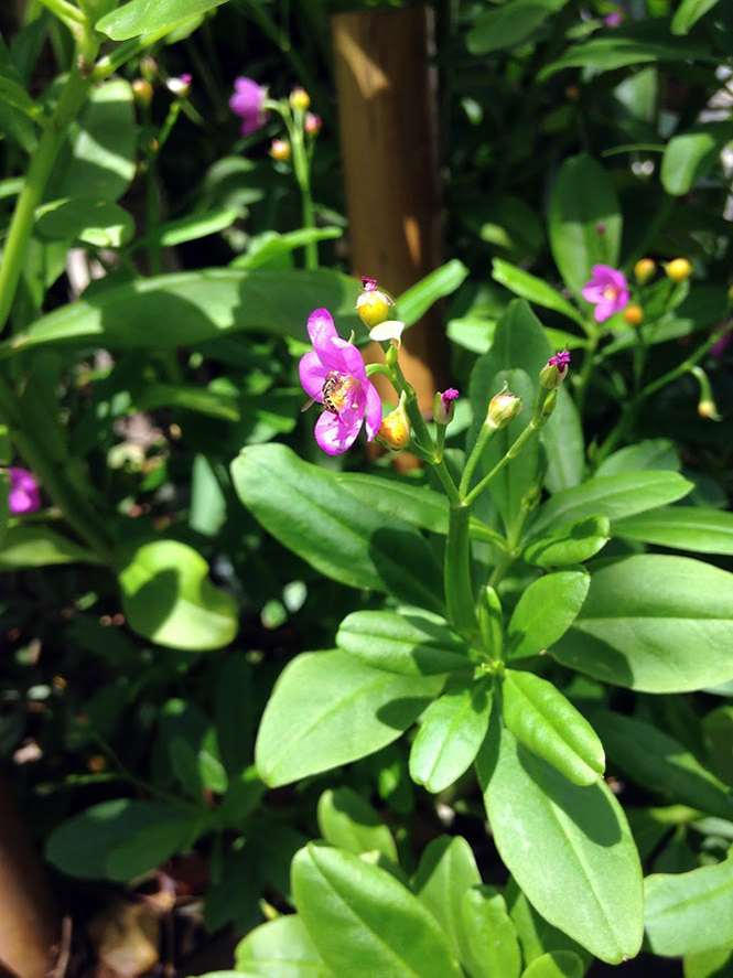 Talinum fruticosum - Canto das Flores 8