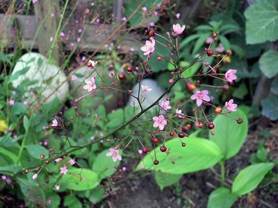 Talinum paniculatum - farkomer