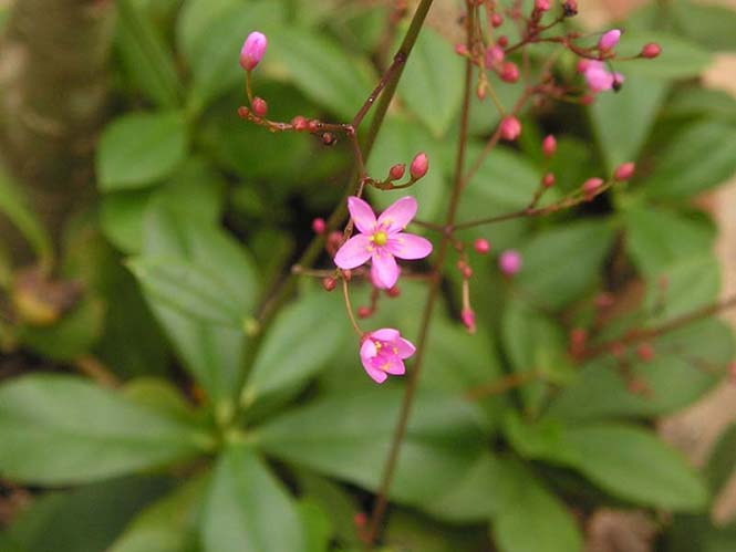 Talinum paniculatum - Robert Lafond