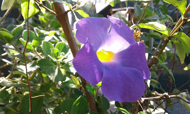 Thunbergia erecta - Canto das Flores 1