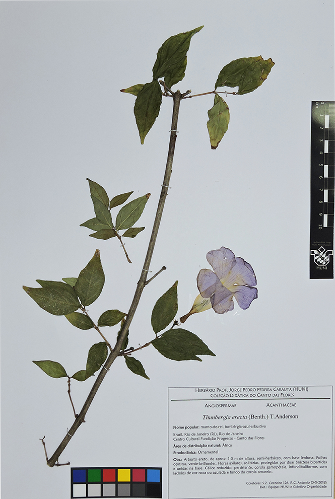 Thunbergia erecta - Exsicata