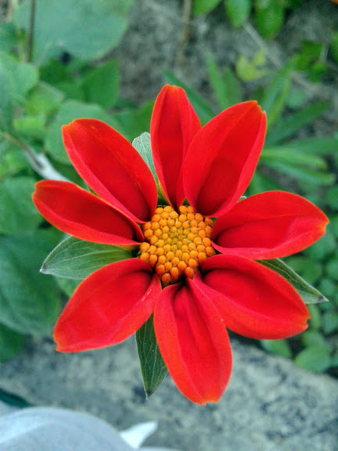 Tithonia rotundifolia - Canto das Flores 1