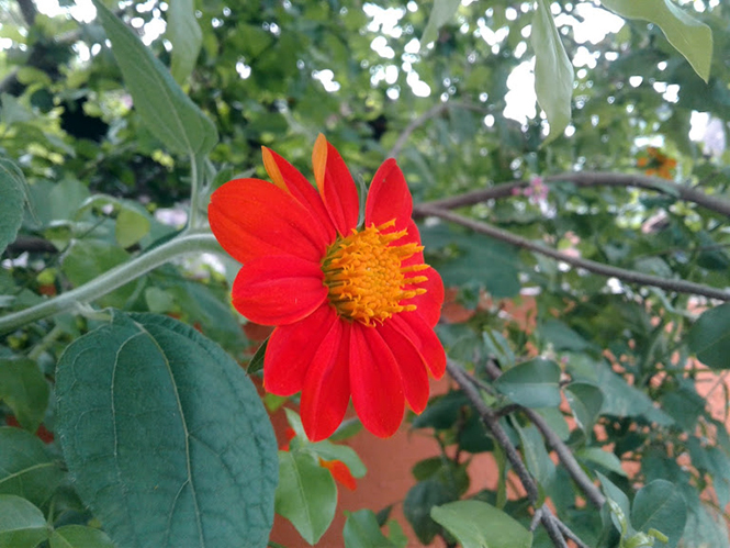 Tithonia rotundifolia - Canto das Flores 2