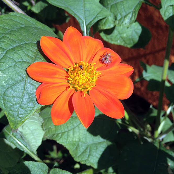 Tithonia rotundifolia - Canto das Flores 3