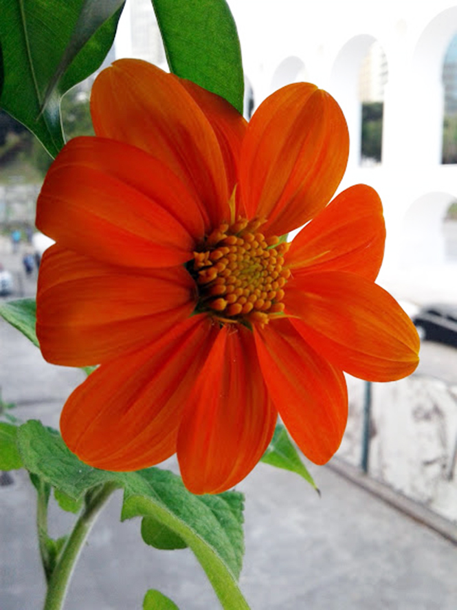 Tithonia rotundifolia - Canto das flores 4