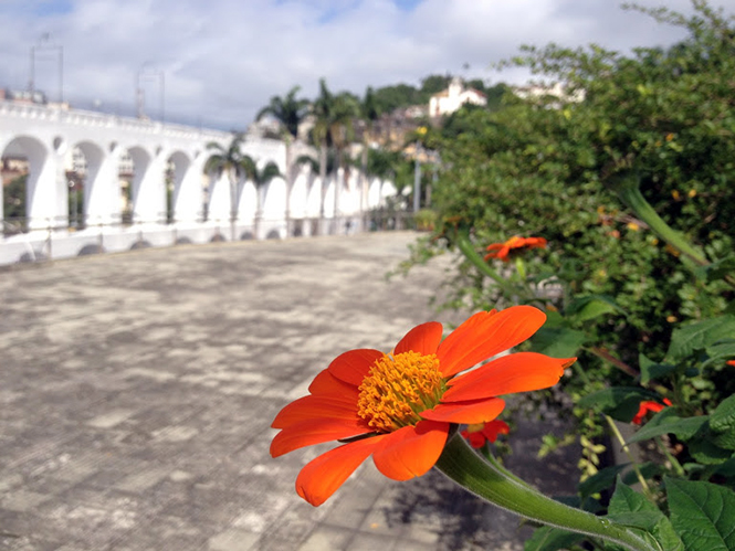 Tithonia rotundifolia - Canto das flores 5