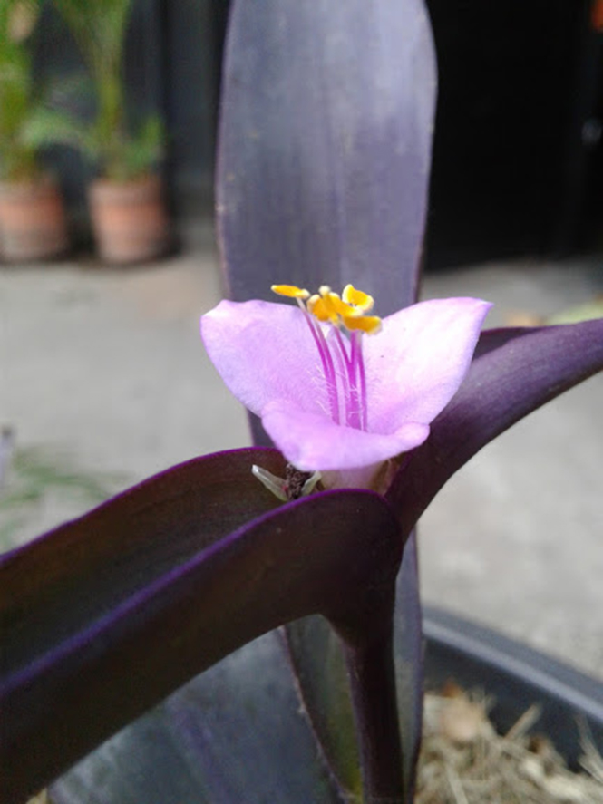 Tradescantia pallida - Canto das Flores 1