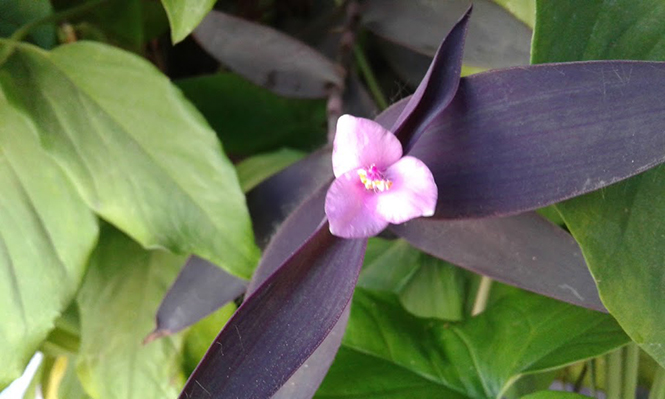 Tradescantia pallida - Canto das Flores 3