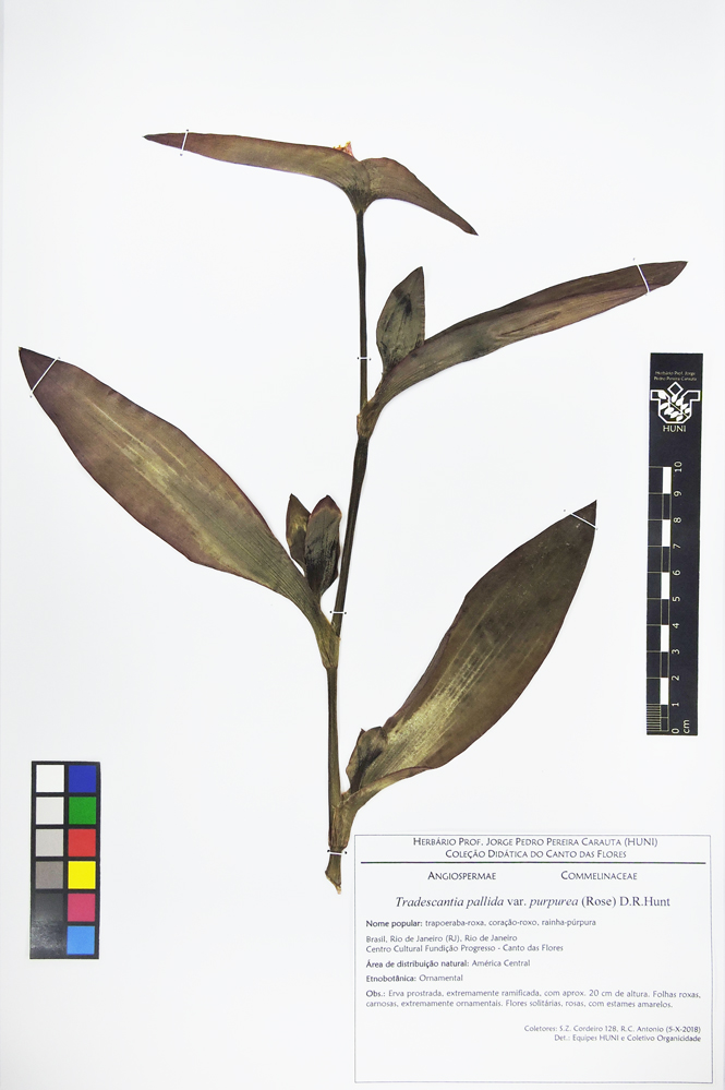 Tradescantia pallida - exsicata