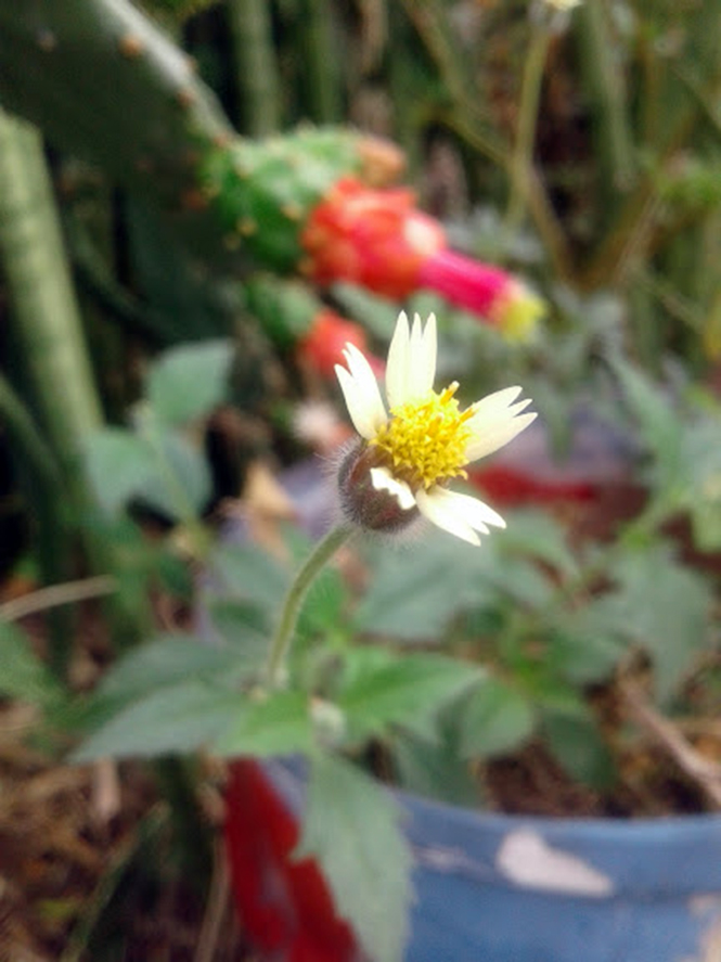 Tridax procumbens - Canto das Flores 1