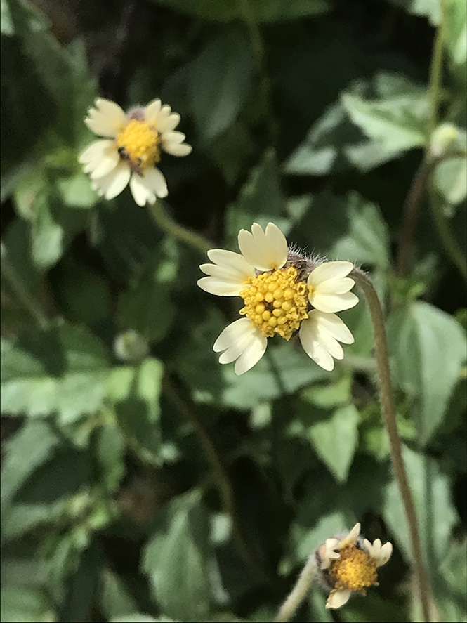 Tridax procumbens - Canto das Flores 10