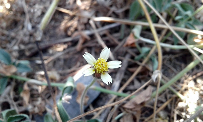 Tridax procumbens - Canto das Flores 2