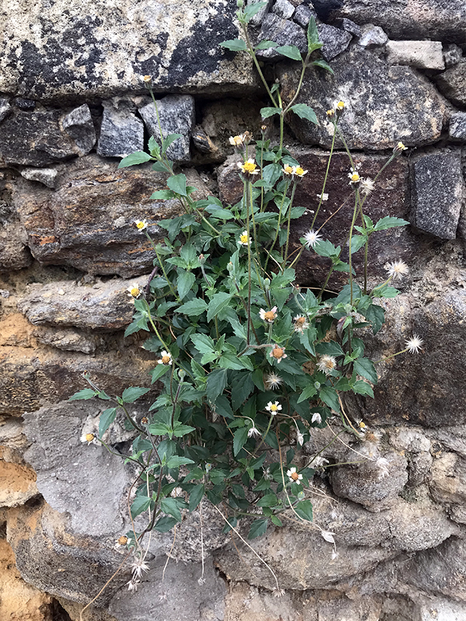 Tridax procumbens - Canto das Flores 3