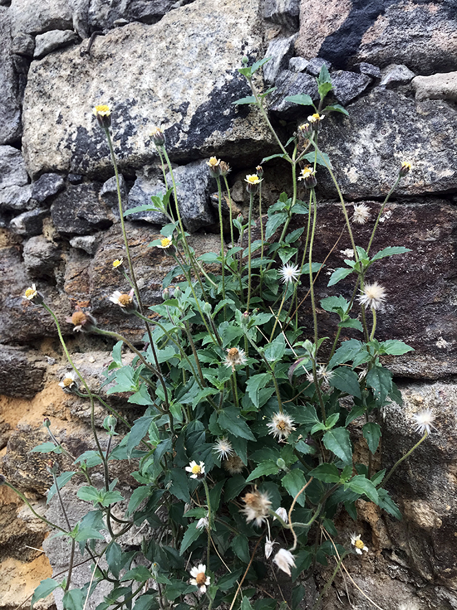 Tridax procumbens - Canto das Flores 7