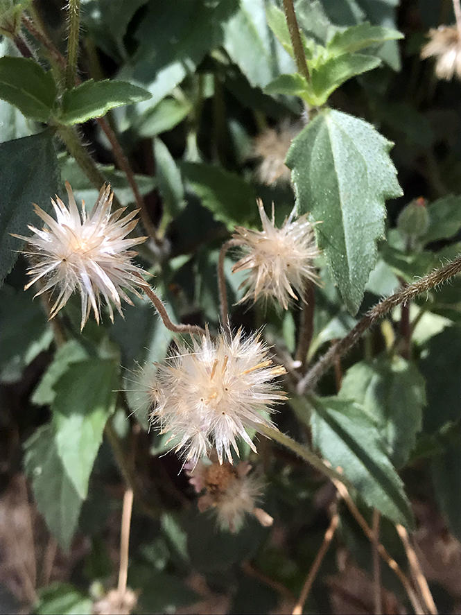 Tridax procumbens - Canto das Flores 8