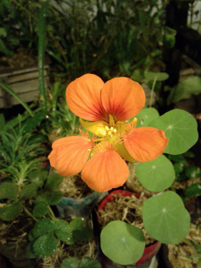 Tropaeolum majus - Canto das Flores 5