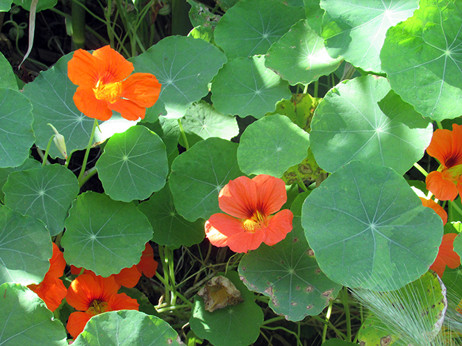 Tropaeolum majus - Kolforn - Canto das Flores 8