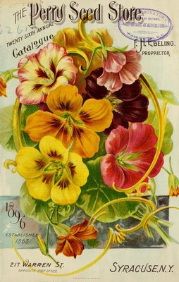 Tropaeolum majus - Seed Annual 1896