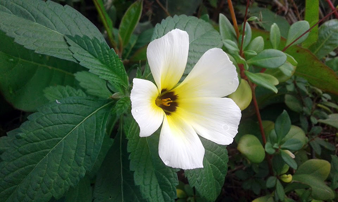 Turnera subulata - Canto das Flores 2