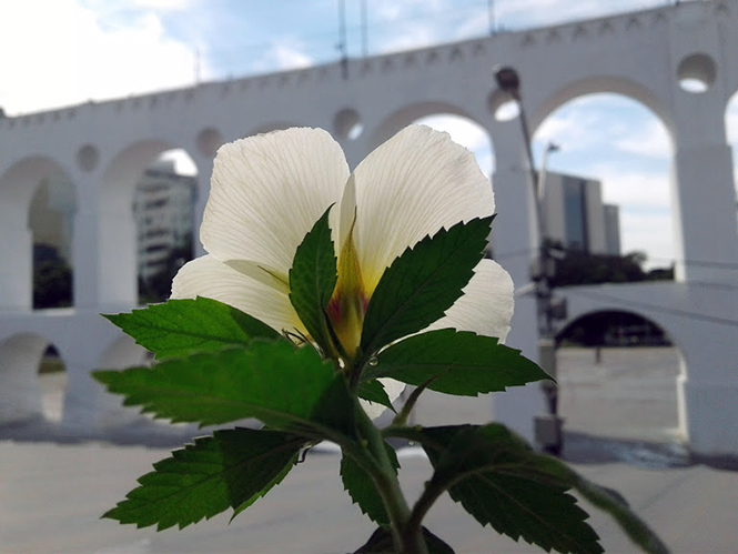 Turnera subulata - Canto das Flores 3