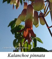 Kalanchoe pinnata - prancha