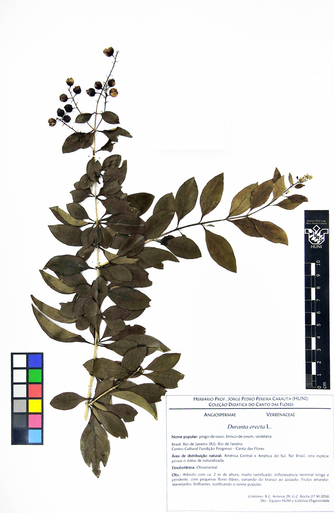 Duranta erecta - exsicata